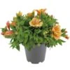 Alstroemeria, In 19cm-pot -Velda Winkel alstroemeria in 19cm pot 1000x1000 625ecc05d4f2e l