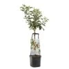 Appelboom Wonder Tree Santana 2 Appelboom Wonder Tree Santana -Velda Winkel appelboom wonder tree santana 1500x1500 624ece981098b l