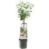 Appelboom Wonder Tree Topaz 2 Appelboom Wonder Tree Topaz -Velda Winkel appelboom wonder tree topaz 1500x1500 624ed209e86d2 l