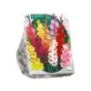 Baltus Gladiolus Gemengd Per 100 -Velda Winkel baltus gladiolus gemengd per 100 800x800 62309c948c05a l
