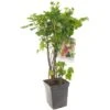 Bessenstruik Kwartet (Ribes Quatro-bes - Draagbeugel), In Pot -Velda Winkel bessen ribes quatro bes draagbeugel 1378x1378 623c768fd00a0 l