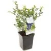 Blauwe Bessenstruik (Vaccinium Corymbosum Hortblue Petit), In Pot -Velda Winkel blauwe bes vaccinium corymbosum hortblue petit 1096x1096 623c76960e07a l