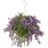 Campanula Addenda, In 27cm-hangpot 1 Campanula Addenda, In 27cm-hangpot -Velda Winkel campanula addenda in 27cm hangpot 1000x1000 625ecc0a4bfff l