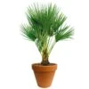 Chamaerops Palm 90cm Hoog, In 24cm-pot 1 Chamaerops Palm 90cm Hoog, In 24cm-pot -Velda Winkel chamaerops palm 90cm hoog in 24cm pot 1000x1000 625410ac5d8c3 l