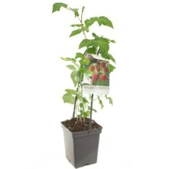 Frambozenstruik (Rubus Id. Malling Promise - Draagbe), In Pot