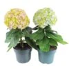 Hortensia Avantgarde, In 23cm-pot 2 Hortensia Avantgarde, In 23cm-pot -Velda Winkel hortensia avantgarde in 23cm pot 1000x1000 641d698b8e43f l