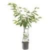 Kersenboom (Prunus Avium Sunburst Laagstam), In Pot -Velda Winkel kers prunus avium sunburst laagstam 1500x1500 623c76845c3a1 l