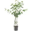 Kersenboom Wonder Tree Lapins -Velda Winkel kersenboom wonder tree lapins 1500x1500 624ecce6343ee l