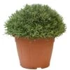 Lavendel, In 30cm-pot -Velda Winkel lanvendel in 30cm pot 800x800 62273561adc92 l