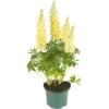 Lupine, In 23cm-pot -Velda Winkel lupine in 23cm pot 1000x1000 627b6e69acd34 l