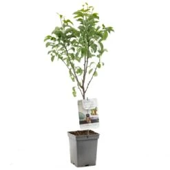 Perenboom (Pyrus Comm. Bonne Louise Patio), In Pot