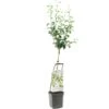 Perenboom Wonder Tree Conference -Velda Winkel perenboom wonder tree conference 1500x1500 624ecc6d13da6 l