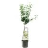 Perenboom Wonder Tree Doyenné Du Comice 1 Perenboom Wonder Tree Doyenné Du Comice -Velda Winkel perenboom wonder tree doyenne du comice 1500x1500 624ecc33ed183 l
