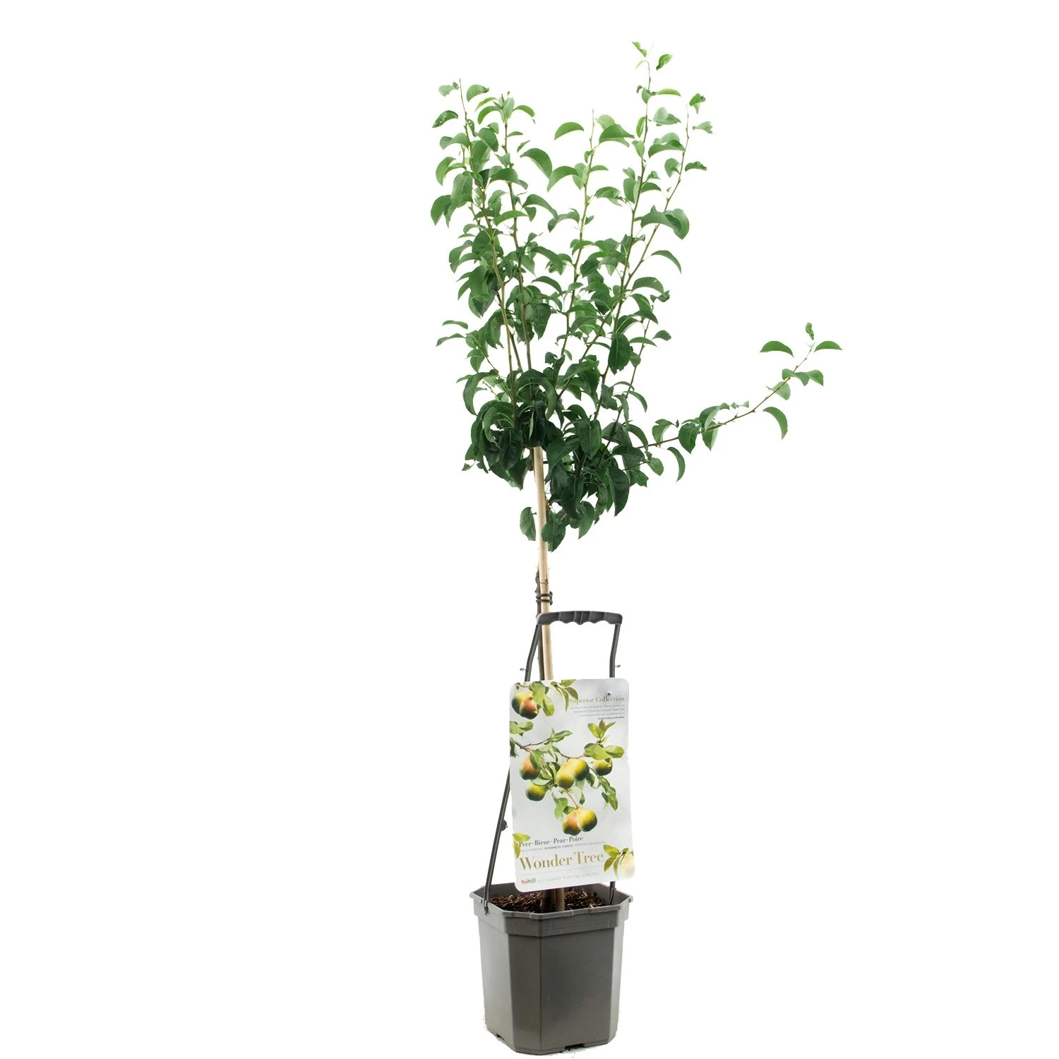 Perenboom Wonder Tree Doyenné Du Comice 3 Perenboom Wonder Tree Doyenné Du Comice