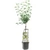 Stoofperenboom Wonder Tree Gieser Wildeman -Velda Winkel stoofperenboom wonder tree gieser wildeman 1500x1500 624ecca422b76 l
