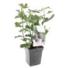Vijgenboom (Ficus Carica Brown Turkey), In Pot 1 Vijgenboom (Ficus Carica Brown Turkey), In Pot -Velda Winkel vijg ficus carica brown turkey 1500x1500 623c76aa6c05a l