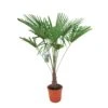 Winterharde Palm 150cm Hoog, In 35cm-pot -Velda Winkel winterharde palm 150cm hoog in 35cm pot 1000x1000 6255853d235f6 l