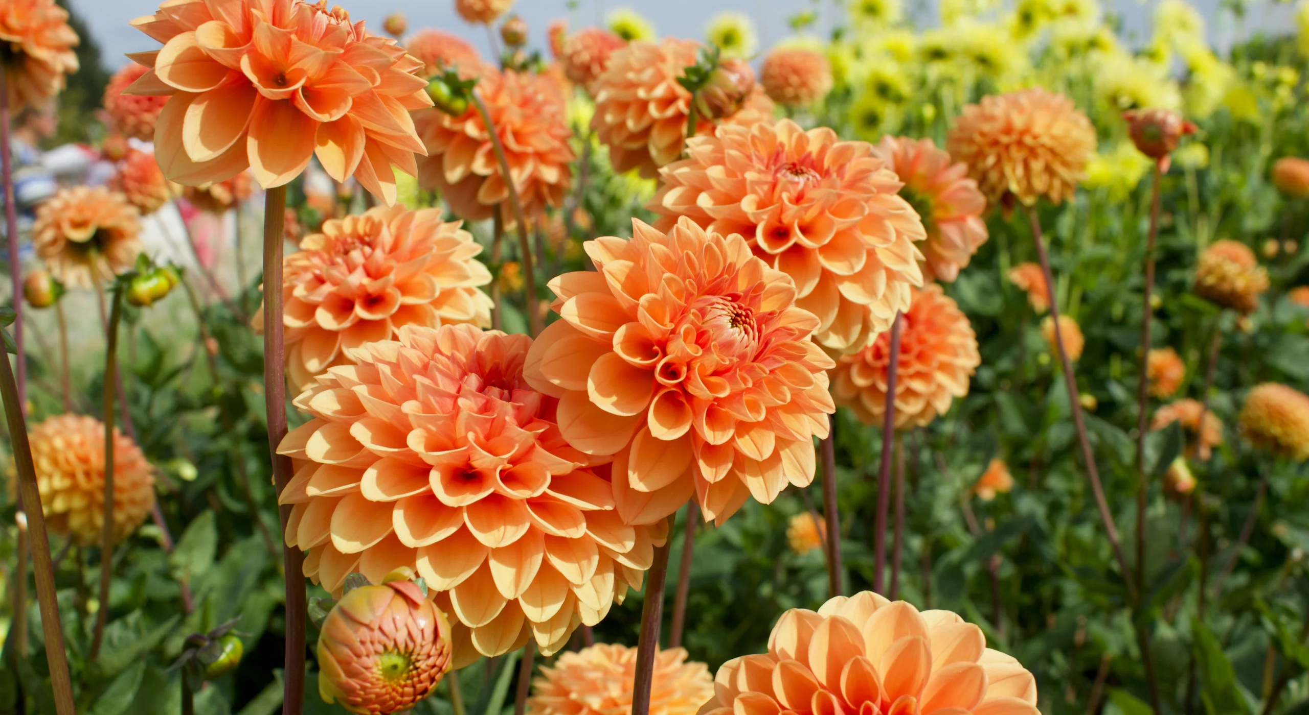 Velda Winkel -Velda Winkel Banners FloraStore 2